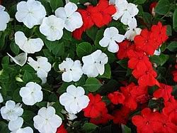 Image result for Impatiens wallerana