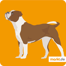 continental bulldog aussehen zucht charakter markt de continental bulldog hunderasse hunde