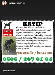 Cekmekoy Hayvan Sevenler Home Facebook