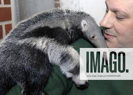 Ameisenbär-Baby Benita mit Tierpfleger Thomas Messinger