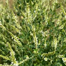 Image result for Melilotus albus