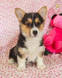 Tiana Welsh Corgi Pembroke Puppy For Sale In Mifflintown Pa Lancaster Puppies Pembrokewelshcorg Pembroke Welsh Corgi Pembroke Welsh Corgi Puppies Corgi
