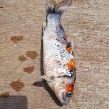 You should take care of the dead fish body because once you have loved it a lot. Help Is My Koi Sick Diagnose Symptoms Koi Fish Diseases With Free Health Checklist