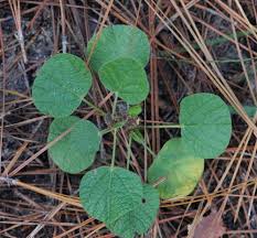 Image result for Rhynchosia