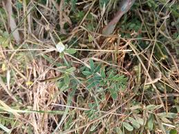 Image result for Tephrosia pumila