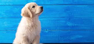 Photographs and descriptions of adoptable dogs, a puppy checklist, and information on upcoming events. White Golden Retriever A Guide To The Palest Shade Of Golden