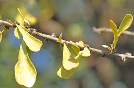 Image result for Gymnosporia pubescens