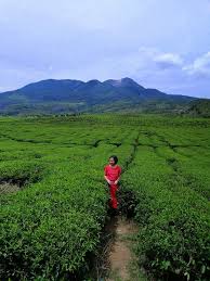 We did not find results for: Kebun Teh Alahan Panjang Kebunnya Bersih Sejuk Dan Nyaman Tempat Mudah Dijangkau Dari Kota Padang Ada Danau Diatas Yg Bisa Menjadi Tempat Berenang Dan Temapt Kemping Home Stay Dgn Fasilitas Kamar Cukup Bagus