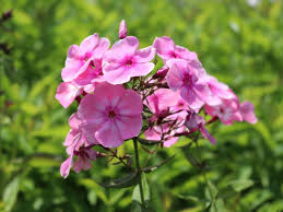 Die flammenblume steht für lang andauernde blütenpracht und begeistert, je nach sorte, von mai bis september in vielen verschiedenen varianten. Hohe Flammenblume Sweet Summer Candy Fur Deinen Garten