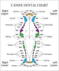 Puppy Teeth Chart