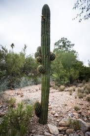It can be found growing in desert biomes. Argentine Saguaro Looks Like Our Homegrown Ones But Tolerates Cold Better Entertainment Tucson Com