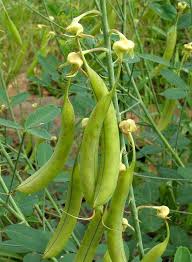 Image result for Crotalaria laburnifolia