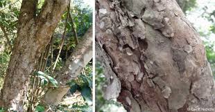 Image result for Eugenia capensis