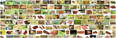 Los carpinchos viven en las tierras bajas, incluyendo planicies y selvas tropicales. Carpincho Definition And Synonyms Of Carpincho In The Spanish Dictionary