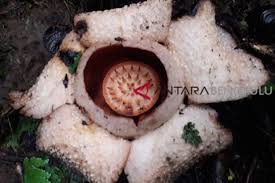 Bunga lukisan alam bunga bunga tanaman gambar lukisan bunga lukisan bunga mawar. Selain Rafflesia Putih 5 Jenis Rafflesia Ini Ada Di Sumatera Tekno Tempo Co