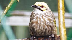 Malaysia merupakan negara berbilang kaum dan masyarakat iaitu terdiri daripada masyarakat tarian kipas merupakan satu jenis tarian yang memerlukan 9 orang ahli, di mana 7 wanita dan 2 lelaki. Tahun 2019 Spesies Burung Indonesia Bertambah 6 Jenis Greeners Co