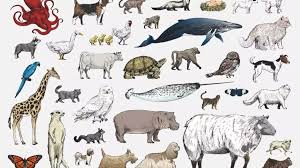 Austrália, no feminino, e estados unidos. Vocabulario Em Ingles Aprenda Os Nomes Dos Animais Animals Estudo Pratico