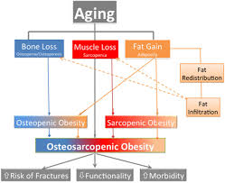 Image result for Body Composition Changes with Aging