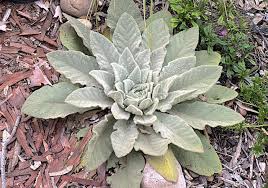 You can see it is a low growing purple flower. Grow Your Own Toilet Paper Laidback Gardener