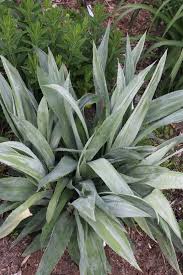 Image result for Erlangea remifolia