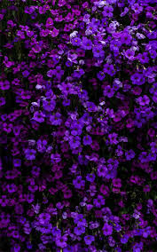 Purple spring flowers in the snow hd wallpaper. Purple Flower Wallpaper Download The Perfect Purple Flower Pictures Brigita