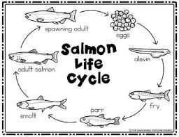 Salmon Life Cycle Craft Life Cycle Craft Life Cycles Life Cycle Craftivity