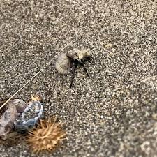 Image result for Clutia stuhlmannii