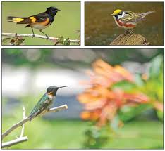 Hummingbirds, like other birds and other animals, need food, water, and shelter, the basic necessities of life. How To Attract Snowbirds And Other Feathered Friends Toyour Yard Naples Florida Weekly