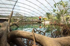 Experience 45 hectares of zoo at burgers' zoo! Leeuwen In Het Wild In Burgers Zoo Mijn Gelderland