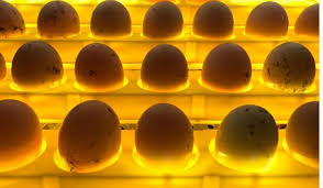 If the eggs get too hot, they can begin to develop before incubation and ultimately die before the hatch date. Can You Incubate Duck And Chicken Eggs Together Farmhouse Guide