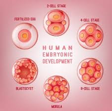 A hurt that you can't. Blighted Ovum Miscarriage Meaning Treatment Causes