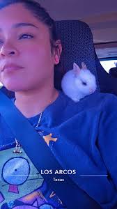 Has anyone brought their pet Rabbit into Mexico from the US? If so, any  issues?