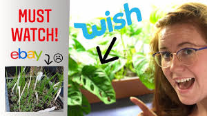 Meanwhile, china has explicitly denied shipping the packages, saying its postal service strictly abides by restrictions on sending seeds. The Very Real Danger Of Ordering Seeds From Wish Or Ebay Please Watch Gardening In Canada Youtube
