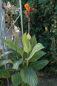Log in for oregon aquatics, inc. Pretoria Variegated Canna 1 Qt Lurvey Landscape Supply