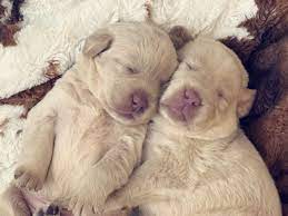 Maybe you would like to learn more about one of these? Champagne Lab Puppies For Sale Silver And Charcoal Kennels
