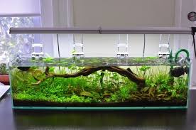 You will find them being combatant, you will find them picky as well. Pin By Aleksandar On Aquascaping Fish Tank Plants Aquarium Betta Fish Tank