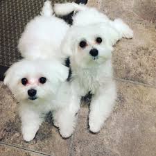Broadway puppies pride ourselves on providing the best selection of puppies in the san diego area. Cute Maltese Puppies For Adoption Petclassifieds Com