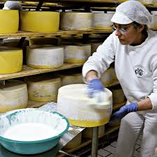 São jorge is a cheese from an island of the same name, located 900 miles from the west coast of portugal and part of the azores archipelago. Sao Jorge Cheese Queijo Sao Jorge Is A Azores Island Girl Facebook