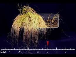 Image result for Eragrostis nindensis
