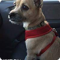 Cranford Nj Border Terrier Chihuahua Mix Meet Teddy A Dog For Adoption Chihuahua Terrier Mix Dog Adoption Border Terrier