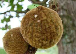 Image result for Pouteria