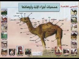 معجزة خلق الإبل youtube