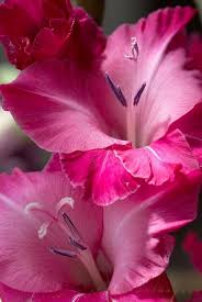 Pin On Flowers