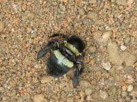 Image result for Adenolobus pechuelii