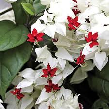 The flowers occur from the axils of the coarse leaves in an intense red and pure white color. Bleeding Heart Vine Direct Gardening