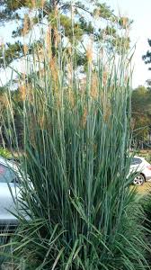 Image result for Eriosema nutans