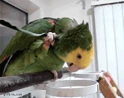 Bird Crying Like A Baby Https Encrypted Tbn0 Gstatic Com Images Q Tbn 3aand9gcqri1gimcciiqrajiarh3fyoazadxx3 Fadg Usqp Cau