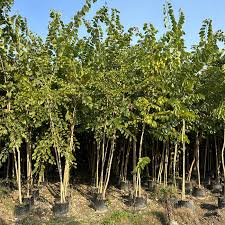 Image result for Bauhinia purpurea