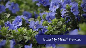 'hawaiian blue eyes' _ 'hawaiian blue eyes' is a tender, trailing, evergreen subshrub, typically grown as an annual bedding or container we do not currently have companion plants added for this plant. Blue My Mind Evolvulus From Proven Winners Youtube
