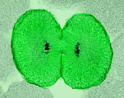 After the division of the nucleus by mitosis or meiosis, the next step is the division of cytoplasm. How Is Cytokinesis Different In Plant Cells As Compared To Animal Cell Socratic